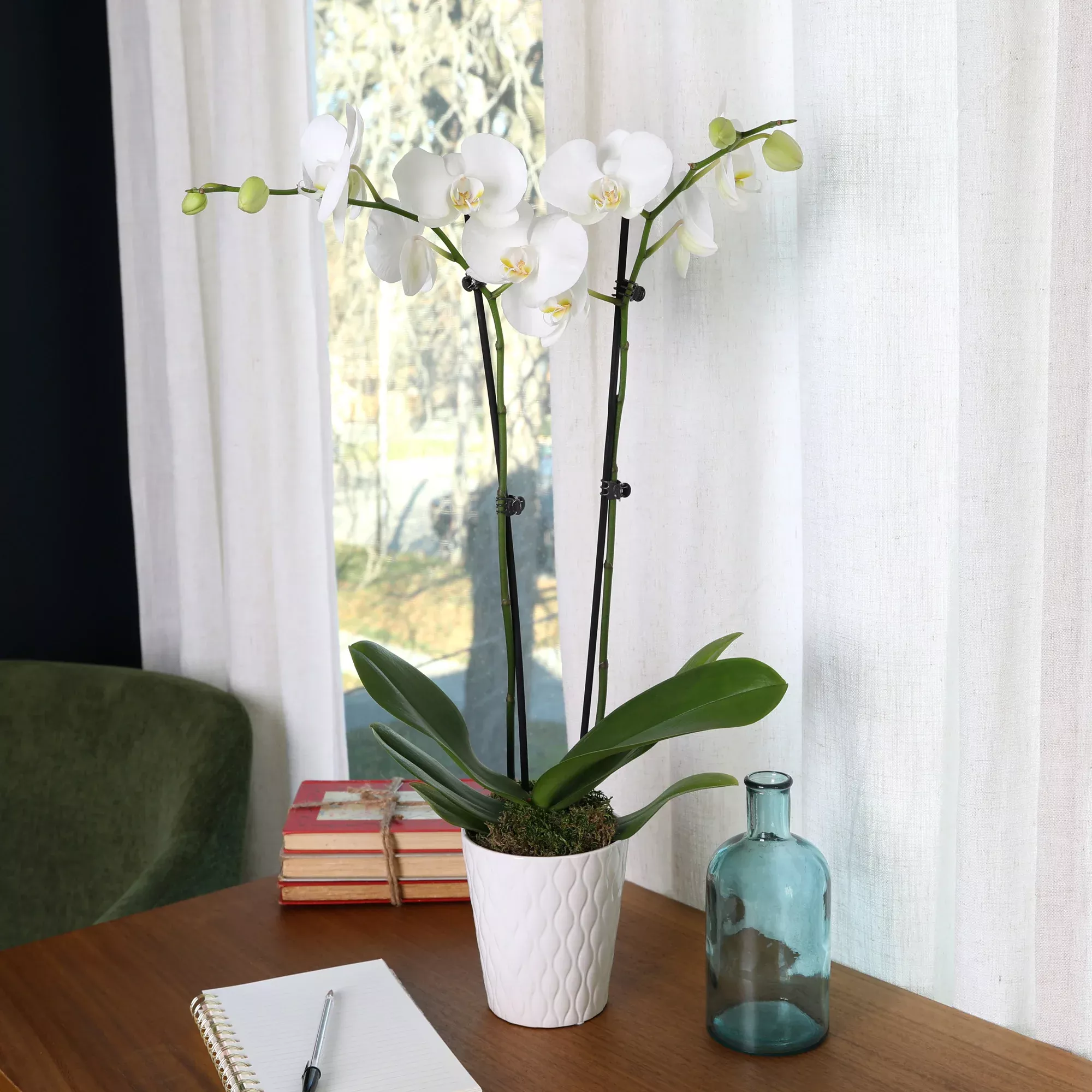 5-Inch Premium Orchid