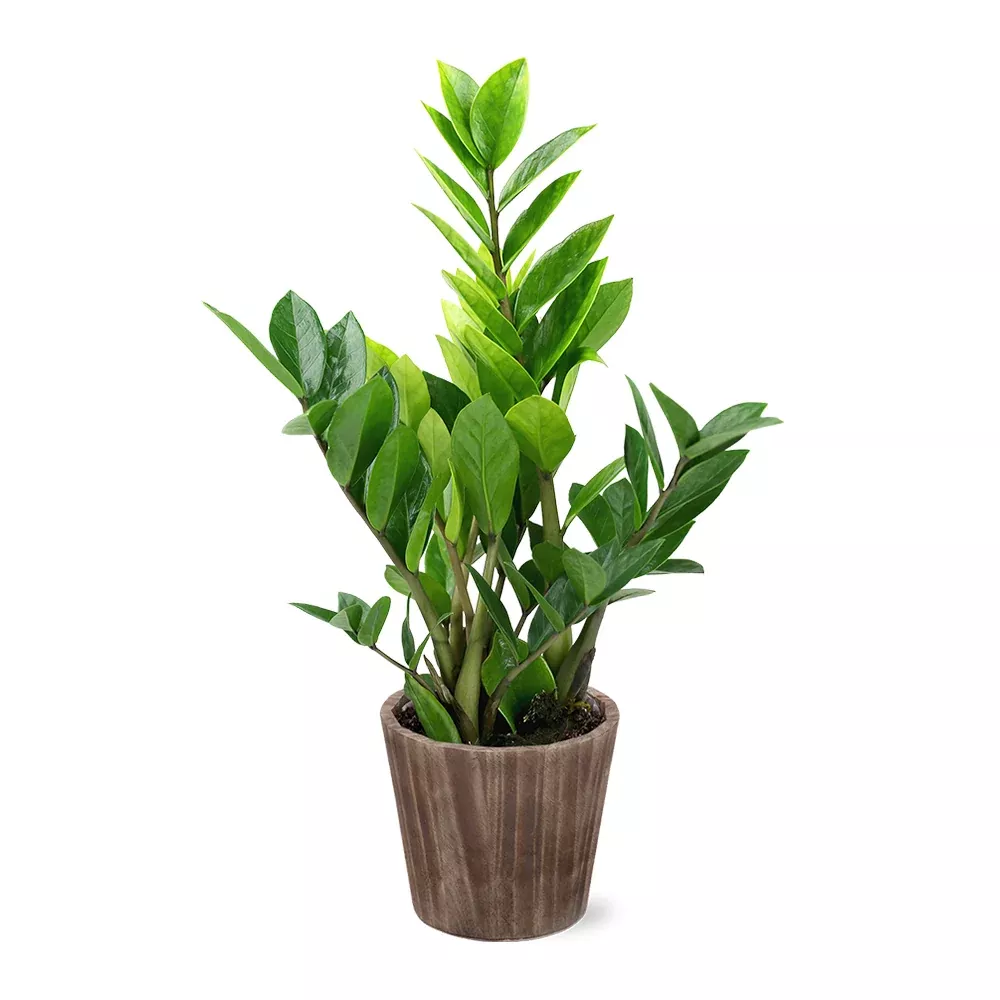5-Inch ZZ Plant in Decorative Pot
