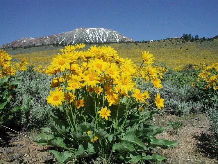 50 Arrowleaf Balsamroot Seeds, Native Wildflowers, Balsamorhiza Sagittata BA3050