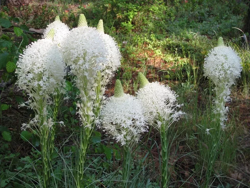 50 Bear Grass Seeds, Organic Xerophyllum Tenax XP0150
