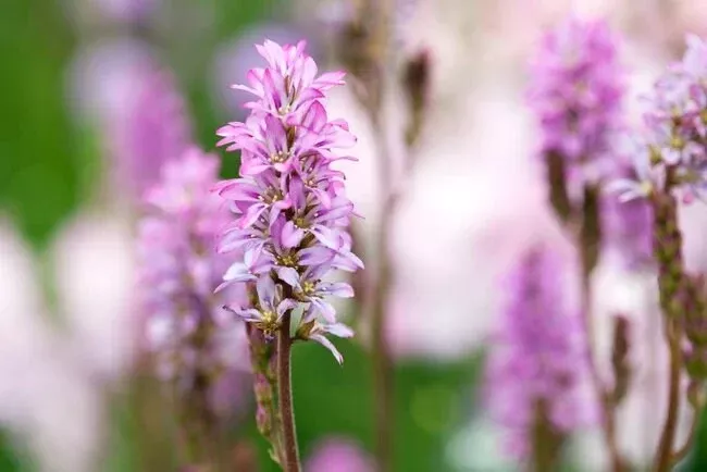 50 Chilean Bridal Wreath Seeds, Pink Giant Bridal Wreath, Francoa Sonchifolia FR8050
