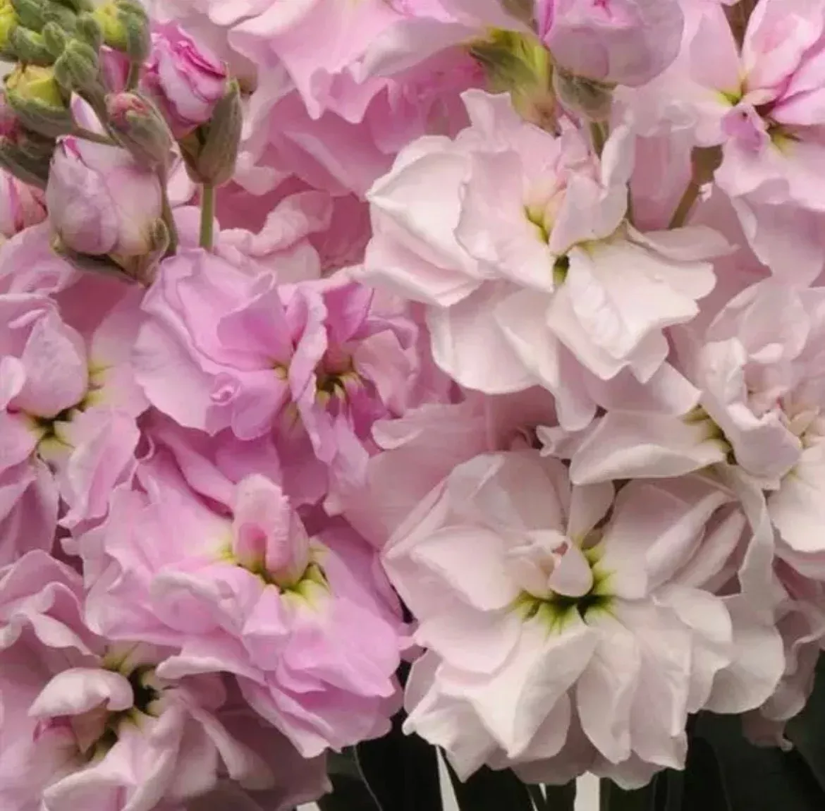 50 Katz Cherry Blossom Stock Seeds, Highly fragrant Column Stock, Matthiola Incana MA1050