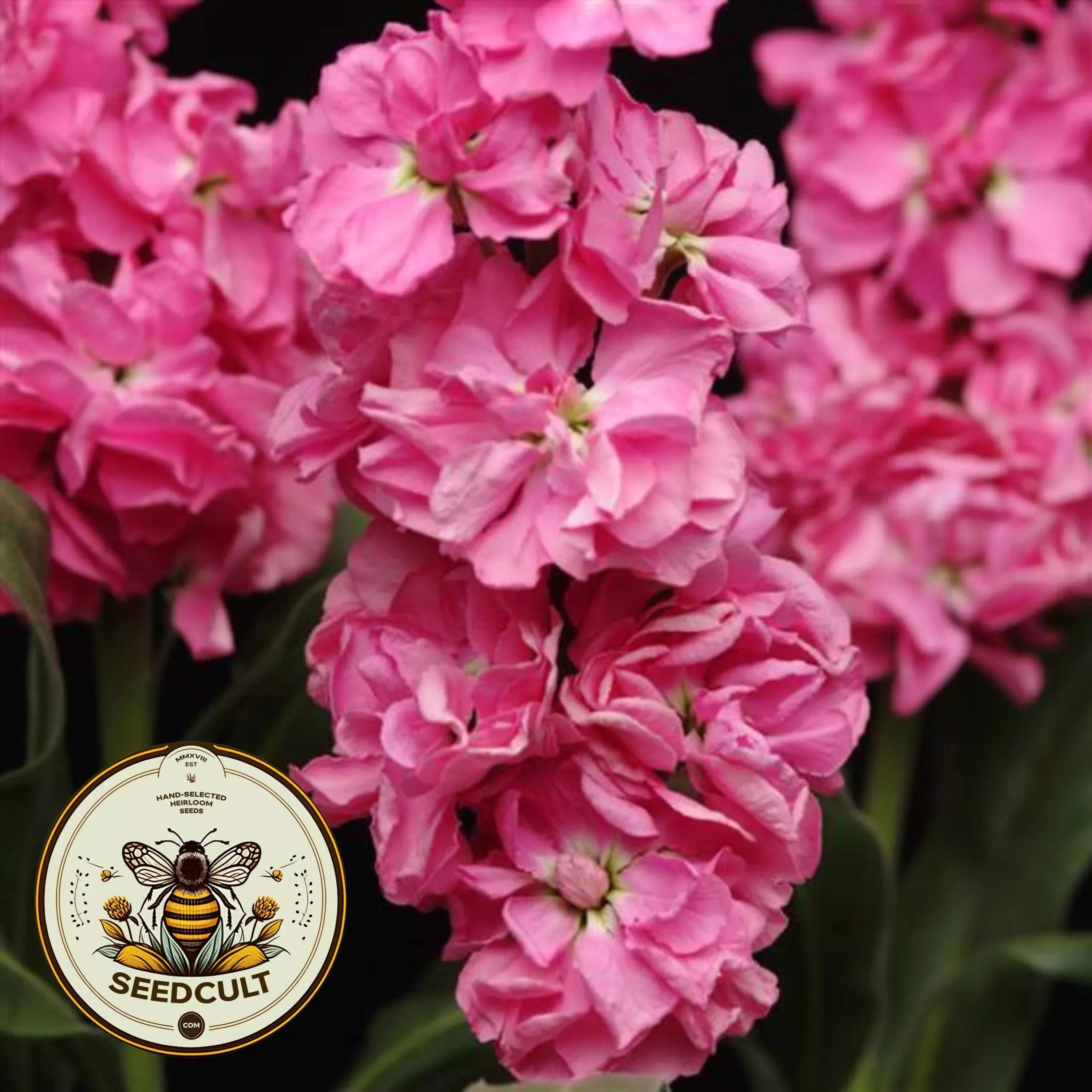 50 Katz Pink Stock Seeds, Highly fragrant Column Stock, Matthiola Incana MA1450