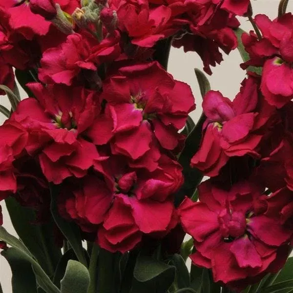 50 Katz Ruby Stock Seeds, Highly fragrant Column Stock, Matthiola Incana MA1250