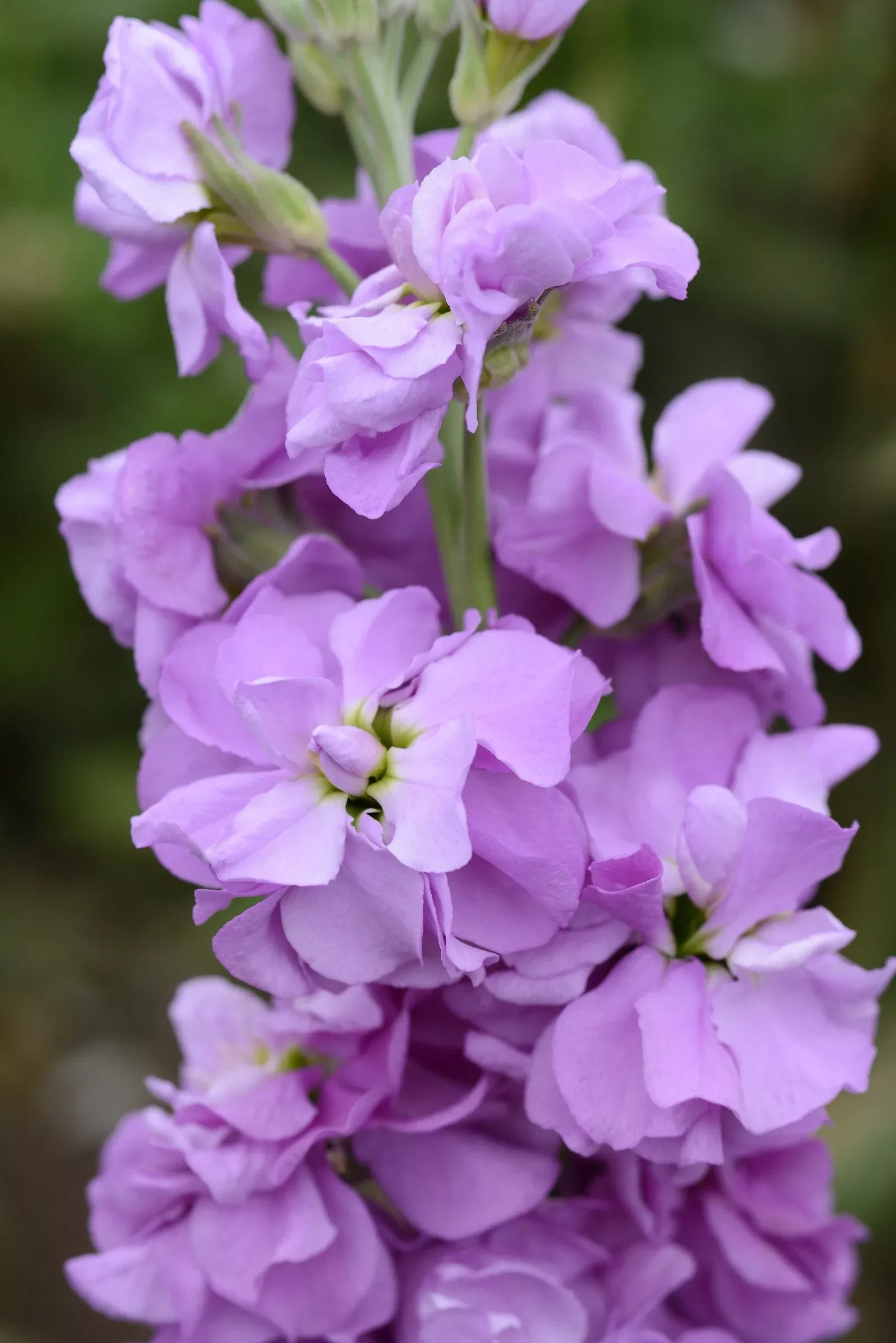 50 Lilac Lavender Stock Seeds, Highly fragrant Column Stock, Matthiola Incana MA0950