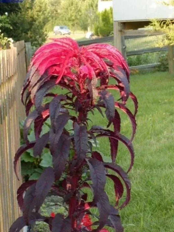 50 Molten Fire Amaranth Seeds, Edible plants, Amaranthus Gangeticus AM0350