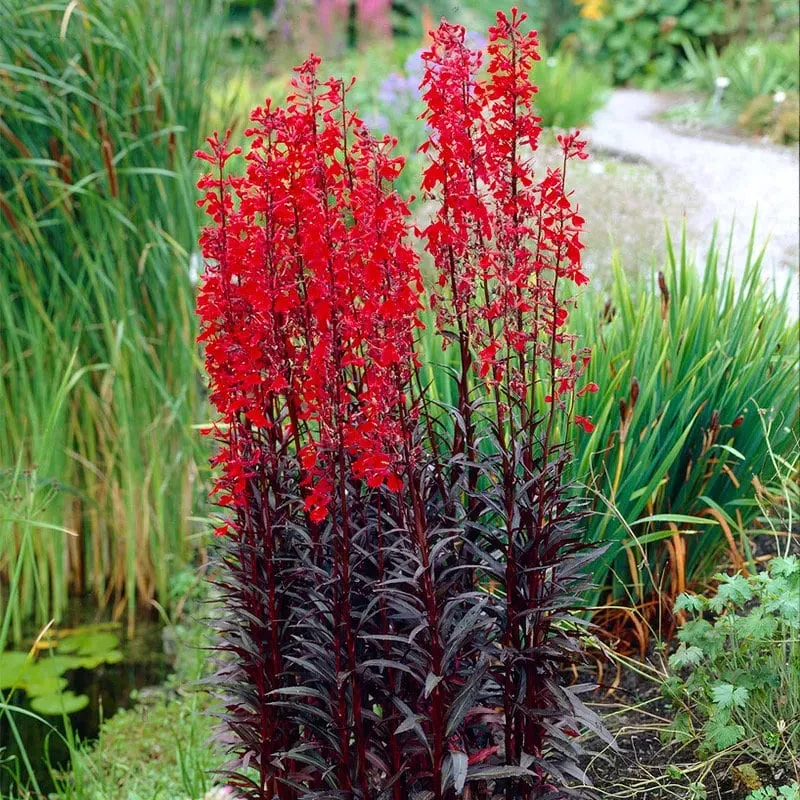 50 Queen Victoria Cardinal Flower Seeds, Lobelia Fulgens LO2250P
