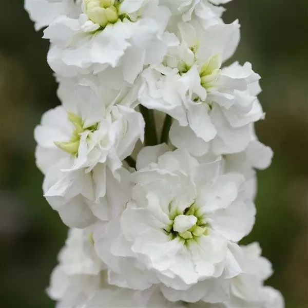 50 White Avalanche Column Stock Seeds, Highly fragrant Column Stock, Matthiola Incana MA0650