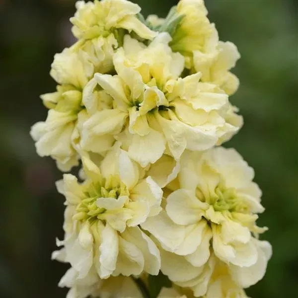 50 Yellow Miracle Column Stock Seeds, Highly fragrant Column Stock, Matthiola Incana MA0450