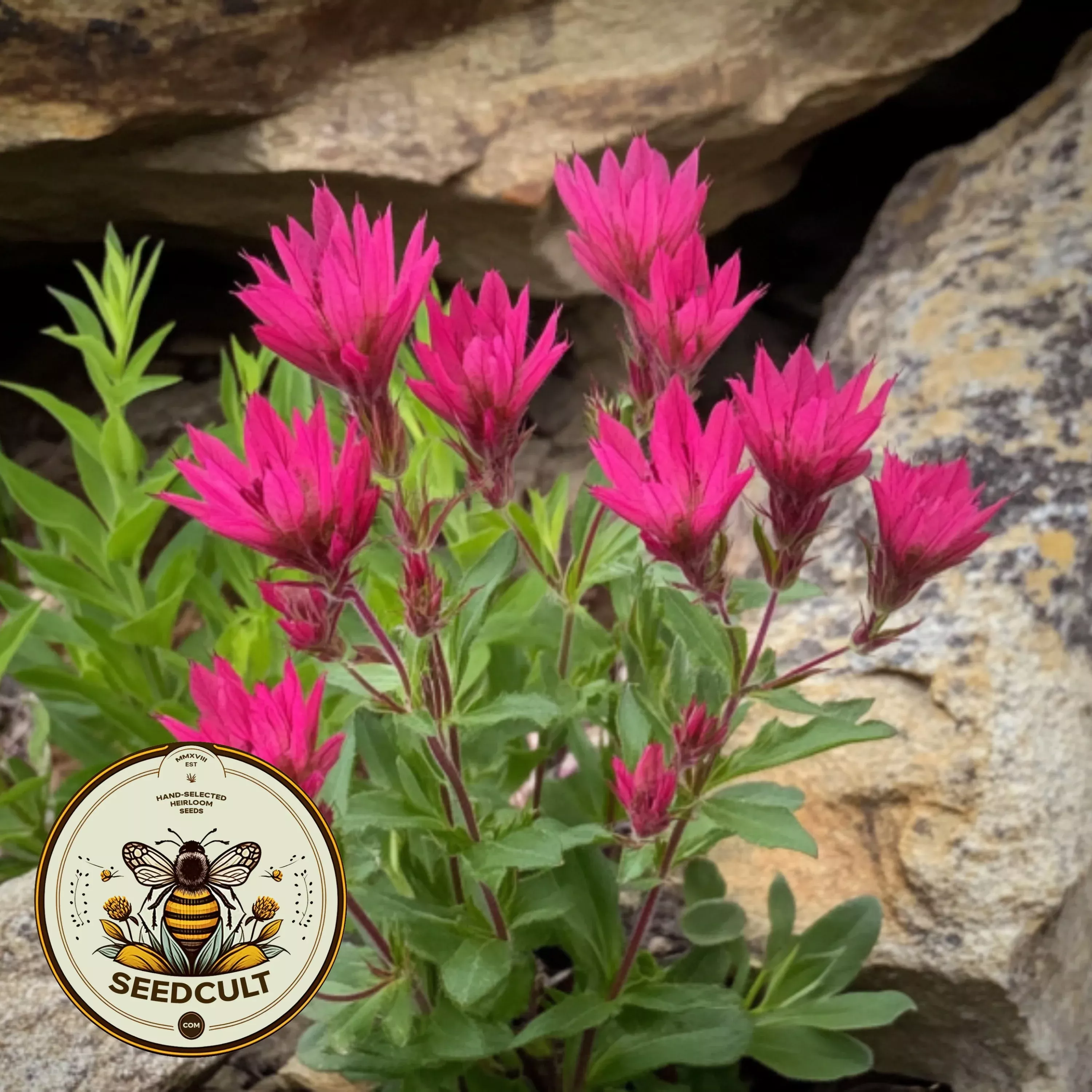 500 Rosy Indian Paintbrush Seeds, Castilleja Rhexifolia, CJ025C