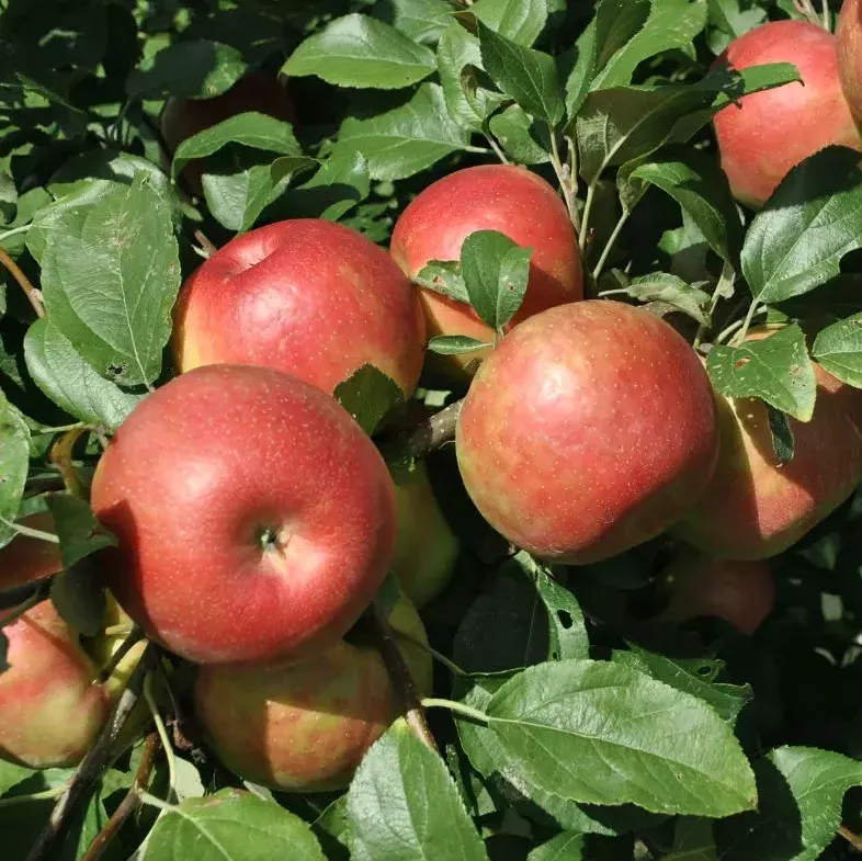 5G Apple Tree - Honeycrisp - 5035