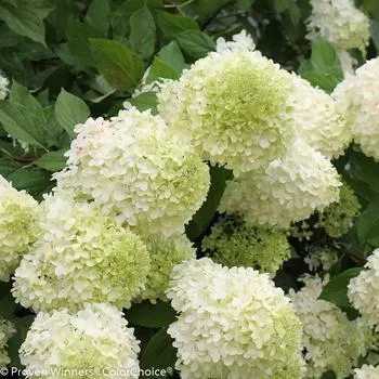 5G Hydrangea pan. 'Limelight' Limelight Hydrangea 1003707