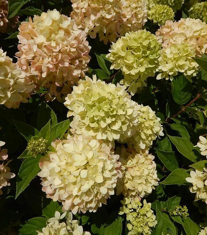 5G Hydrangea Paniculata 'Little Lime' - 1006394