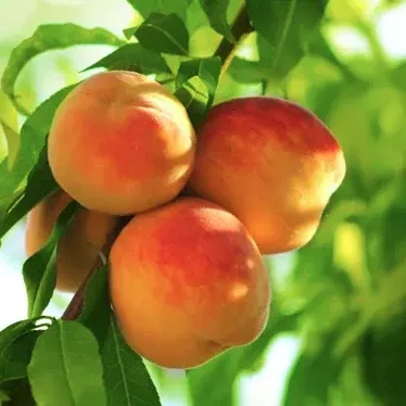 5G Peach Tree - Early Elberta - 5110