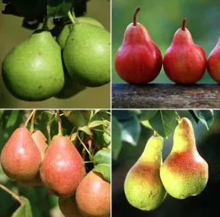 5G Pear Tree - 4 in 1 - 5615