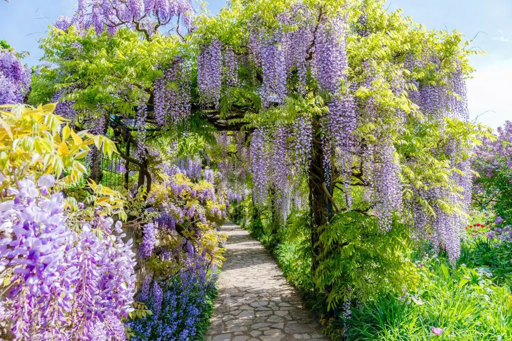 5G Wisteria Macrostachya `Summer Cascade' - 1008895