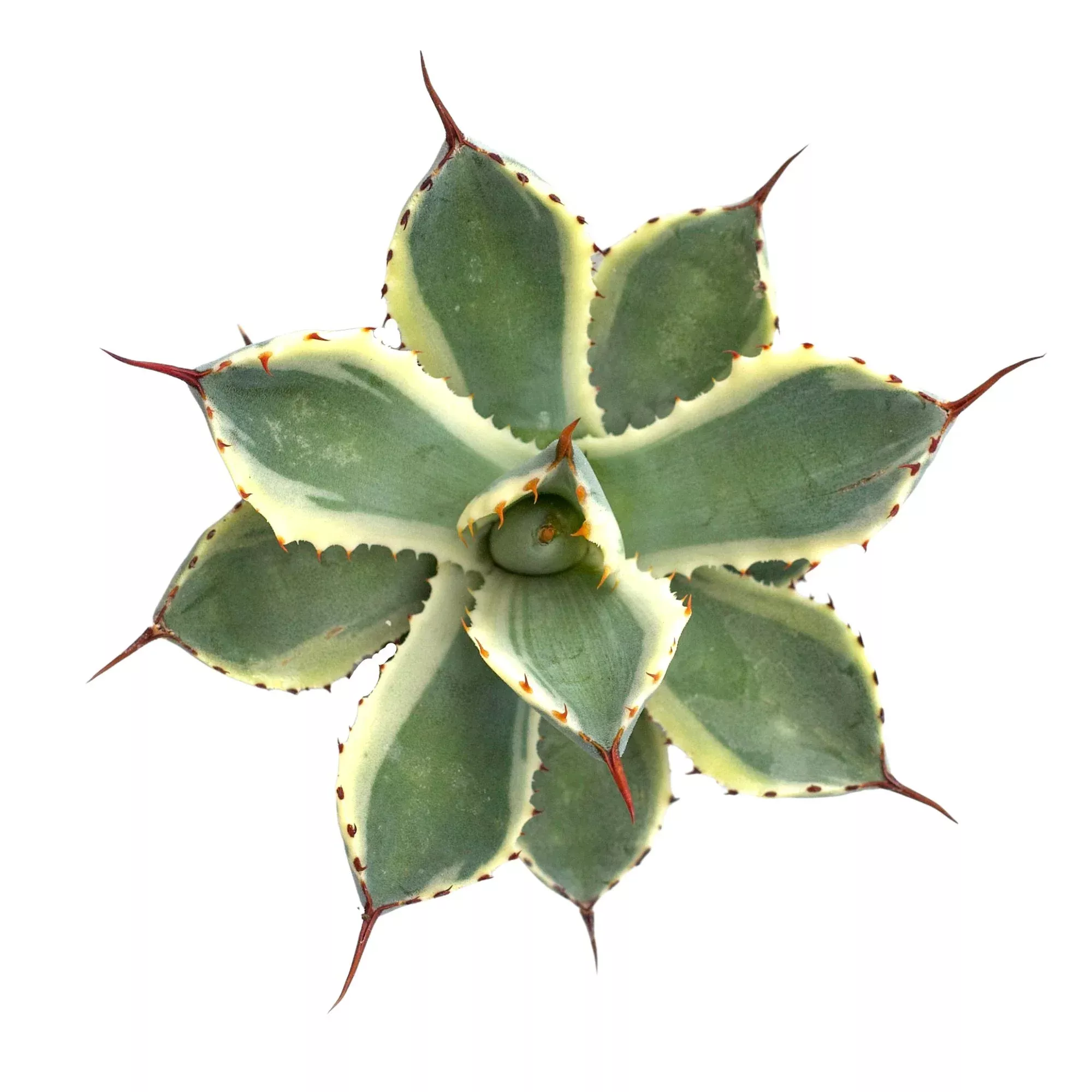 6” Agave Kissho Kan