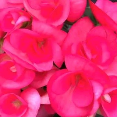 6" Begonia Hiemalis