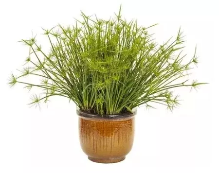 6" Cornerstone Foliage - 8's Cyperus