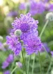 6" Grand Prairie - Scabiosa