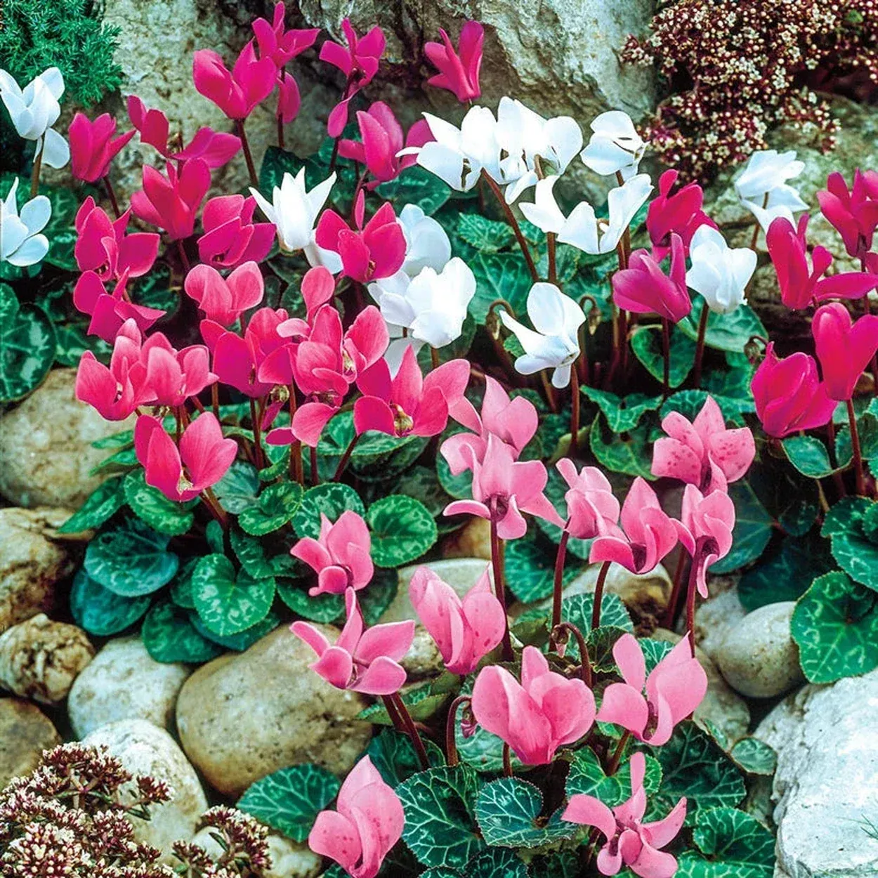 6 Months of Flowering Cyclamen