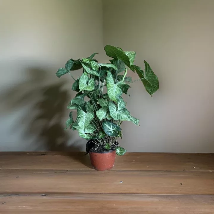 6" SYNGONIUM ASSORTED
