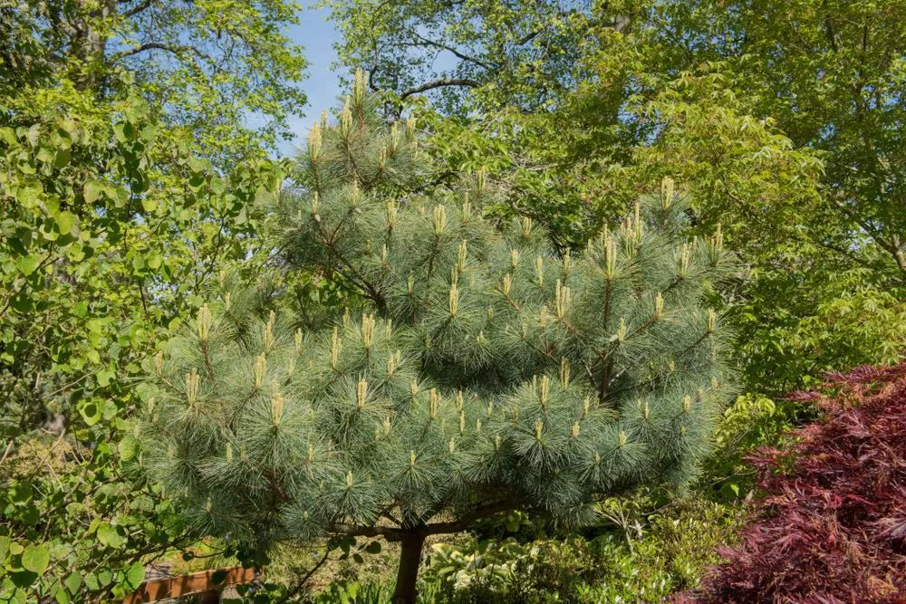 7G PINUS STROBUS (Eastern White Pine) 1010803