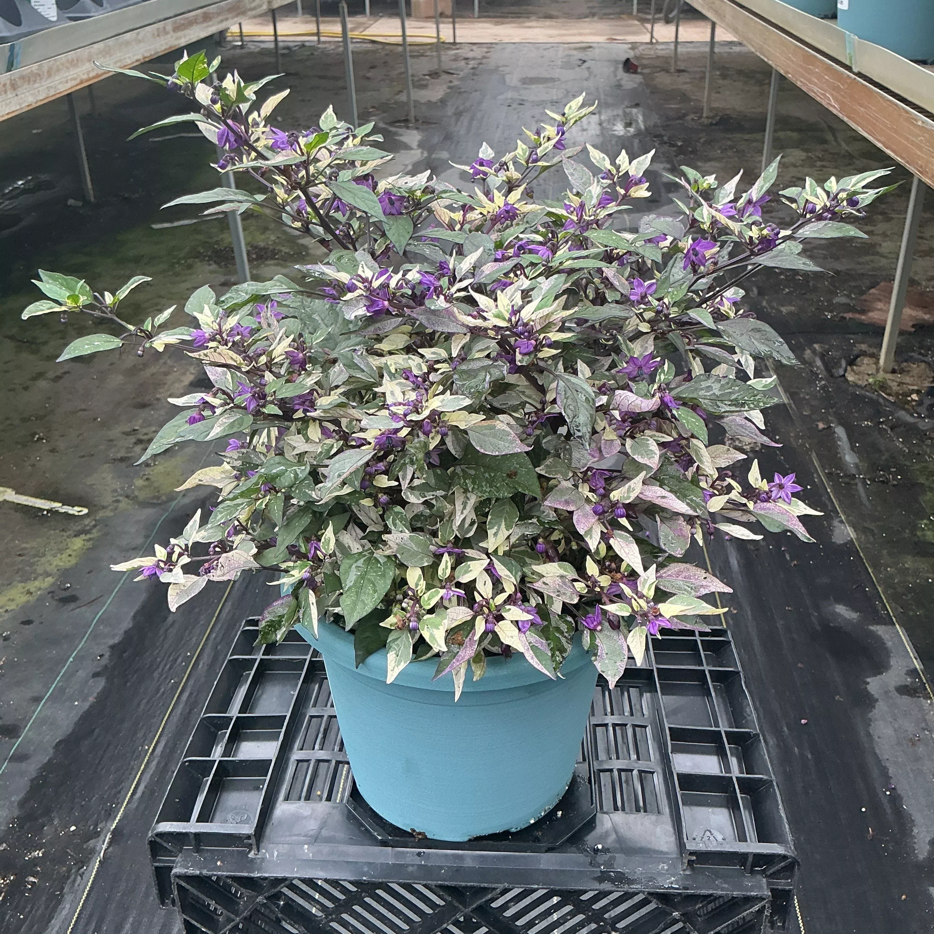 8" Ornamental Pepper Planters - Fall Annuals