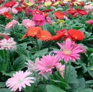8" TP Gerbera