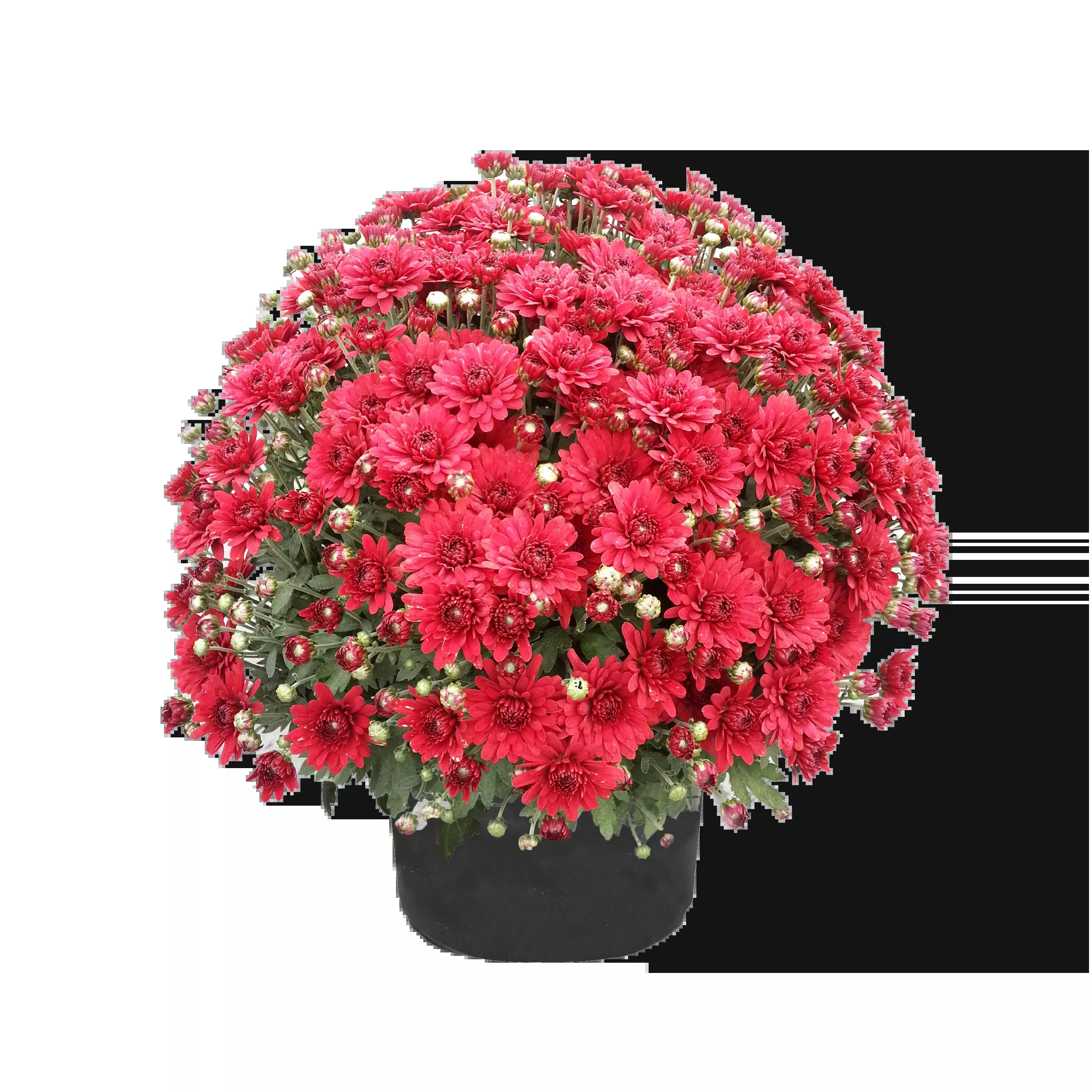 8"x5 (Short Pot) Red Garden Mums - Fall Annuals