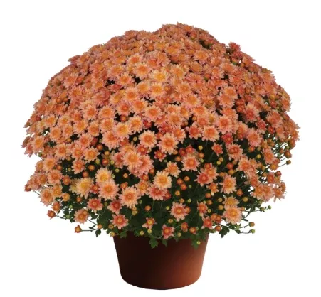 9" Mum - Chelsey Coral