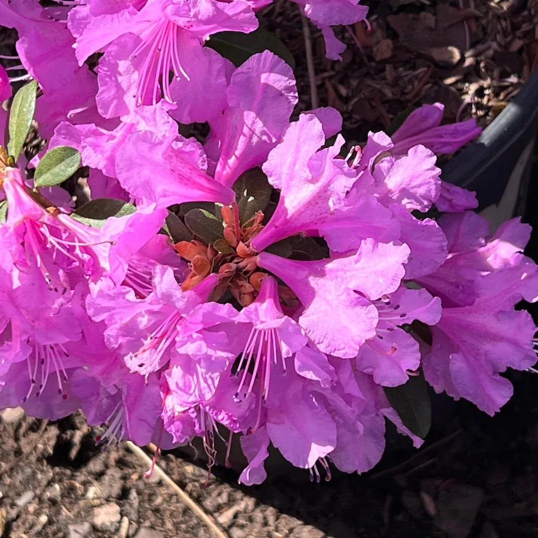 Abbey's Re-View' RhododendronNative Azalea