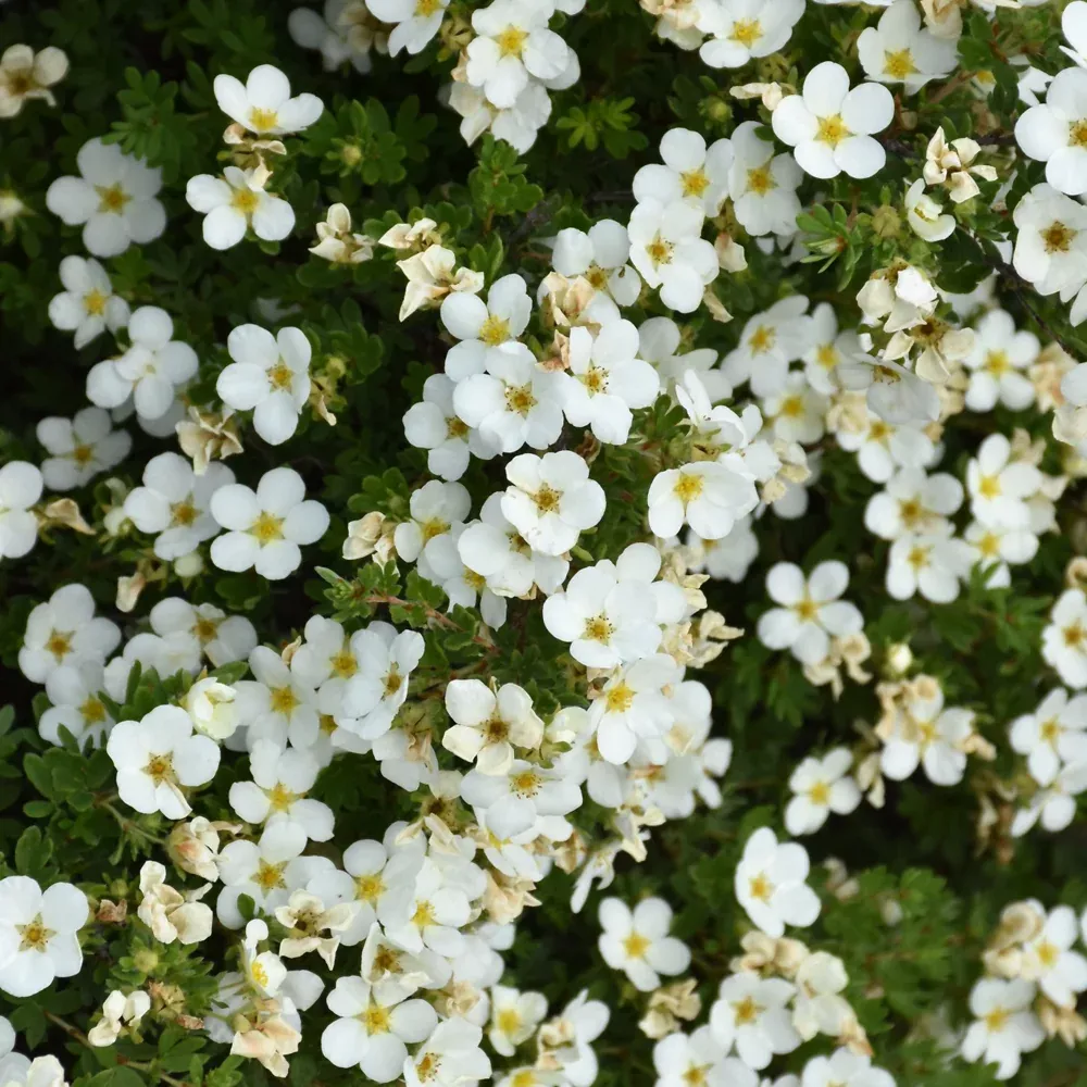 Abbotswood Potentilla