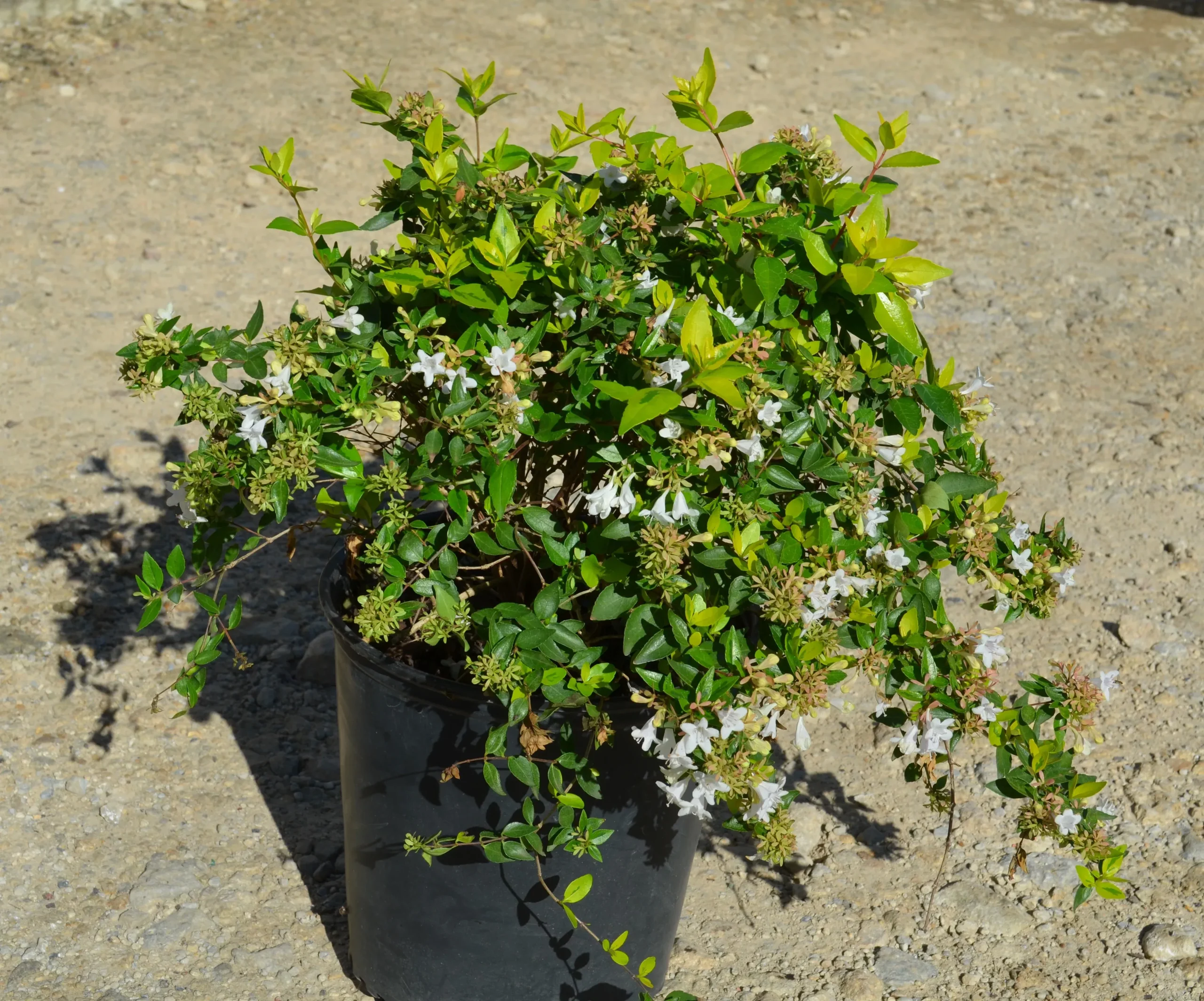Abelia Amarillo™ - 2 Gallon