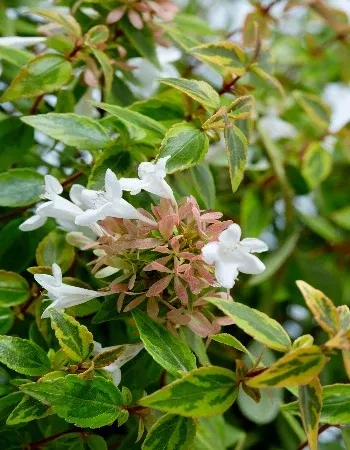 Abelia Kaleidoscope™- 2 Gallon