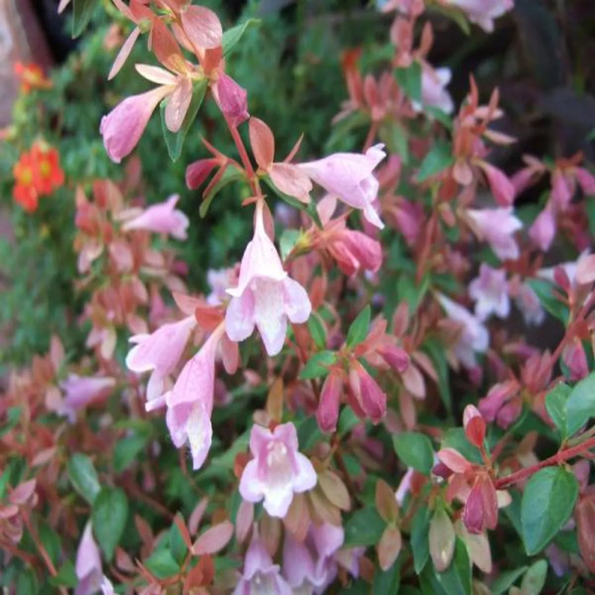 Abelia schumannii Bumble Bee`Schumann abelia