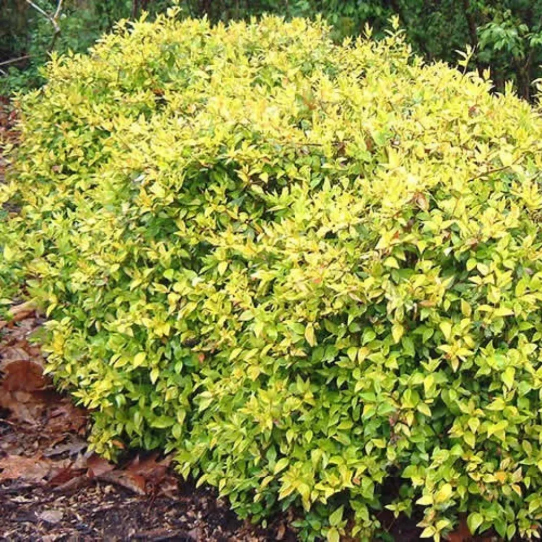 Abelia Super Gold