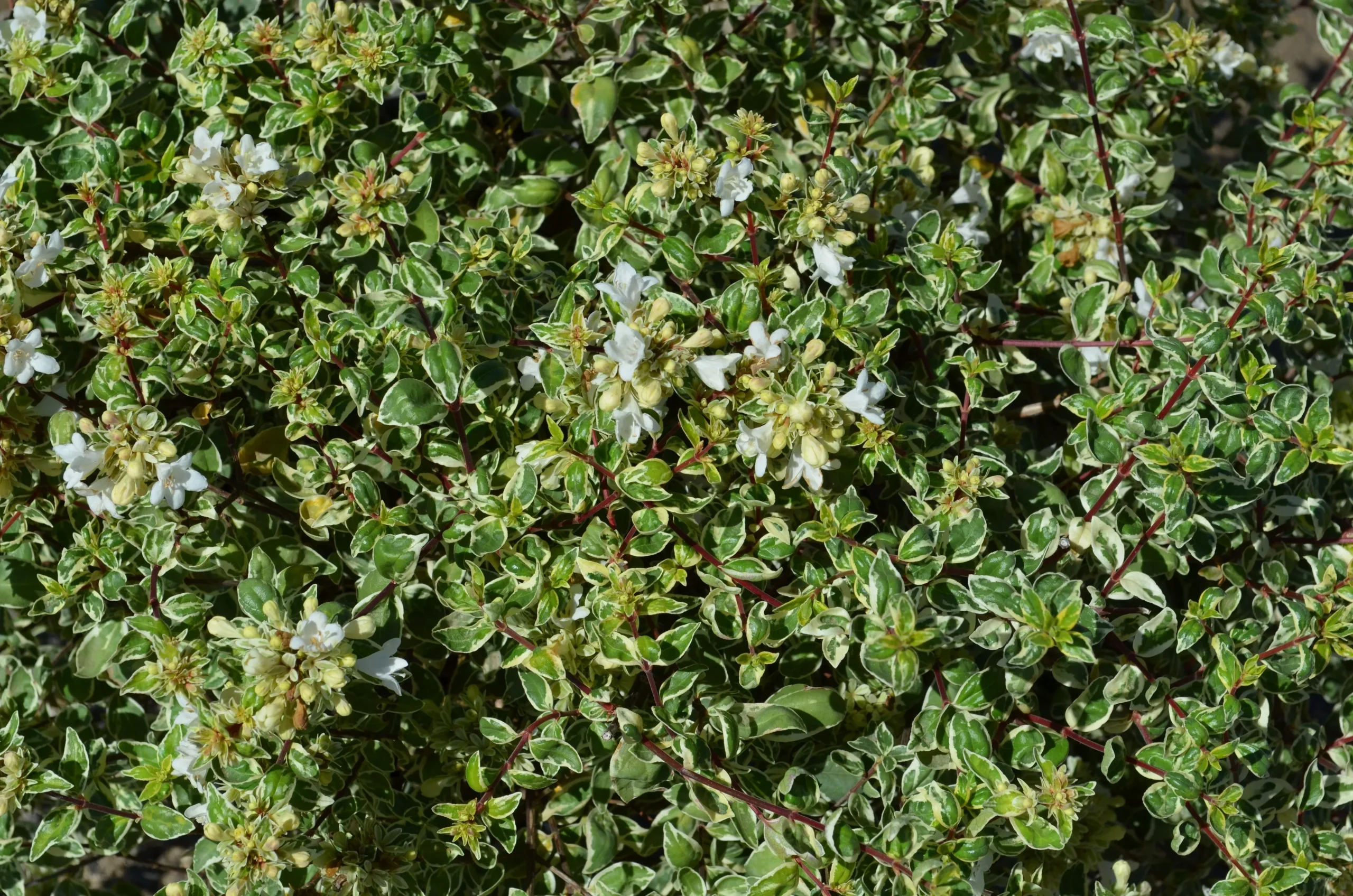 Abelia Tint of Mint™ - 1 Gallon