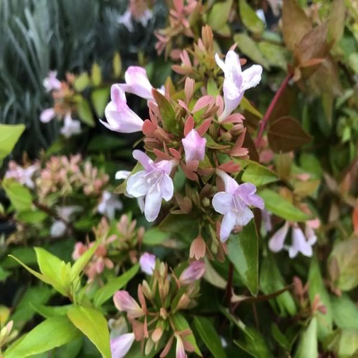 Abelia x grandiflora