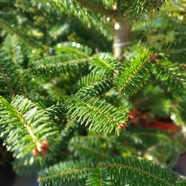 Abies balsamea- Balsam Fir