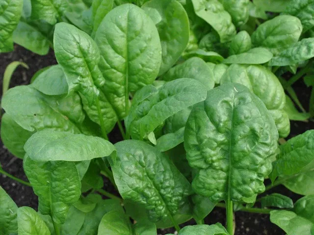 Abundant Bloomsdale Organic Spinach Seeds