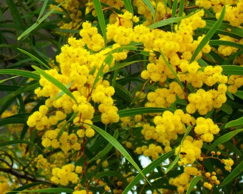 Acacia confusa