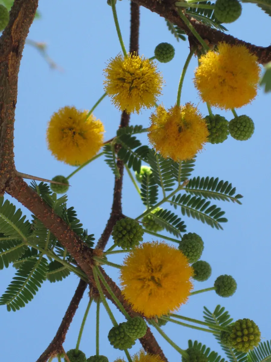Acacia smallii Seeds - Sweet Acacia