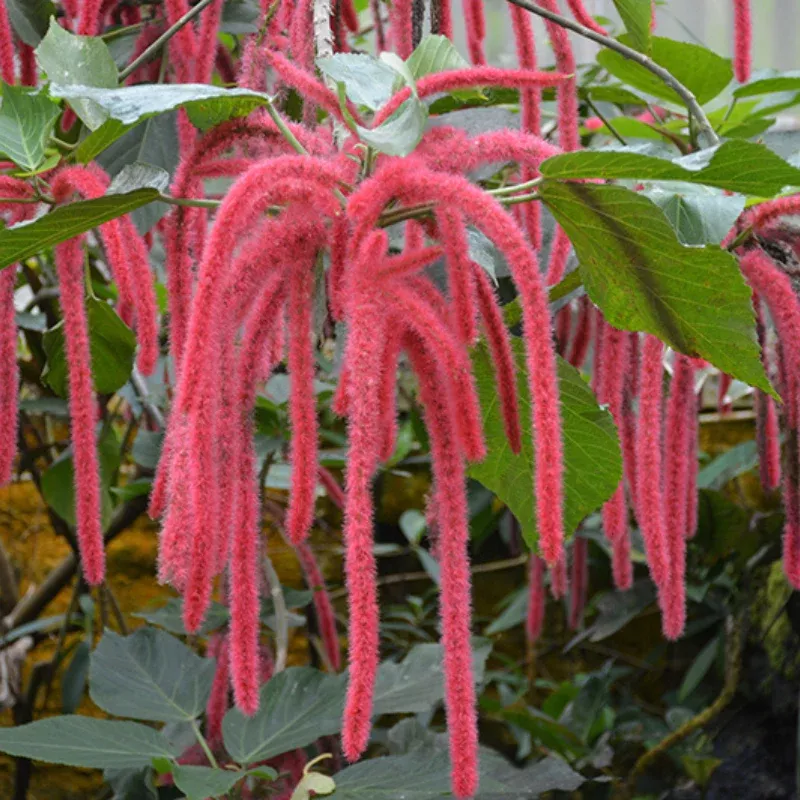 Acalypha Chenille Firetail Plant Plug (Acalypha hispida) – Fuzzy, Red Blooms for Unique Texture in Containers or Hanging Baskets