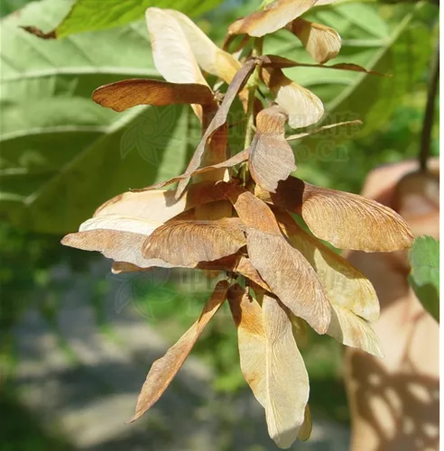 Acer davidii seeds