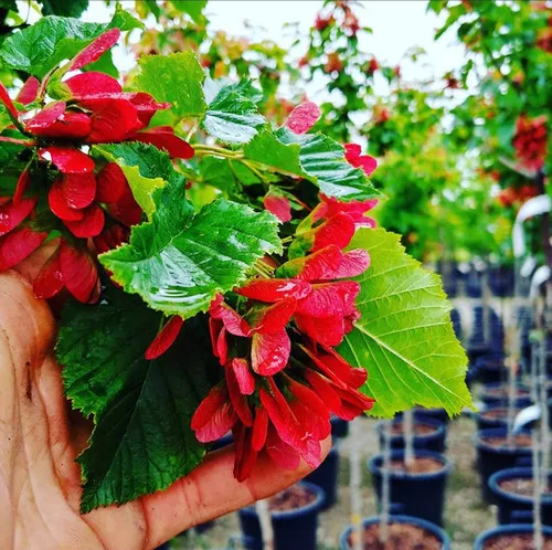 Acer ginnala 'Ruby Slippers' / Ruby Slippers maple