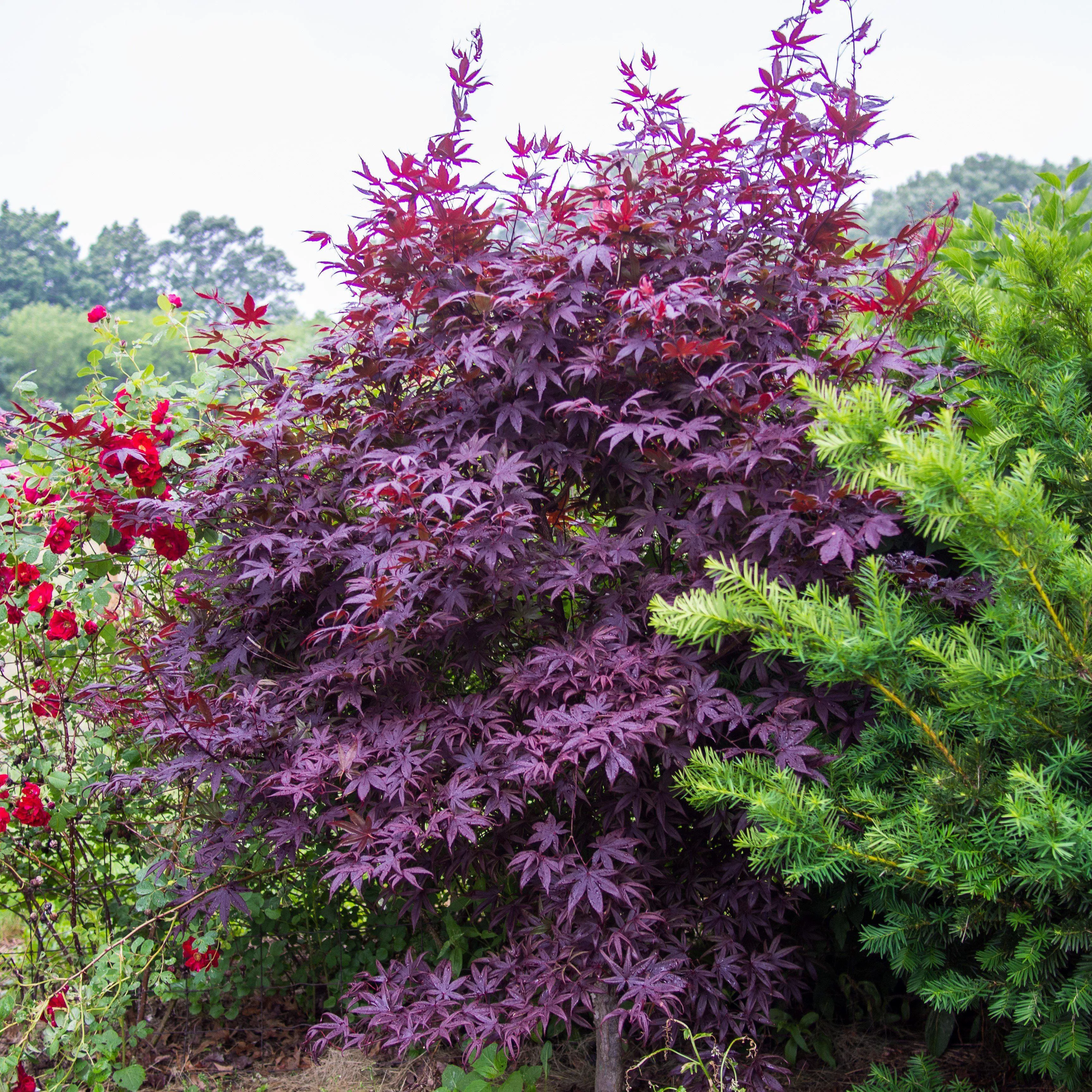 Acer palmatum 'Bloodgood'- Japanese Maple 'Bloodgood'