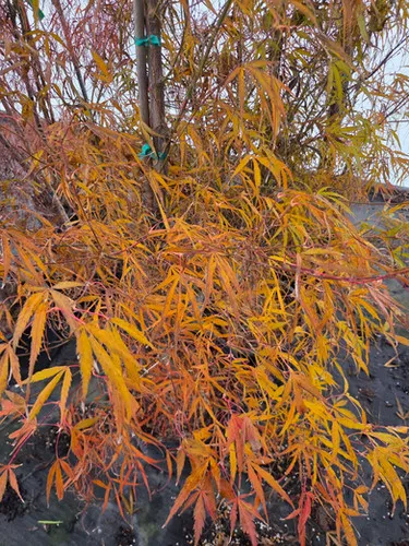 Acer palmatum 'Koto-no-ito' / Koto-no-ito Japanese Maple
