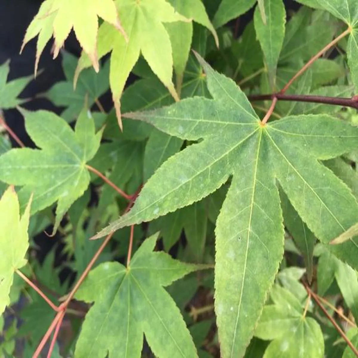 Acer palmatum Satsuki BeniJapanese Maple