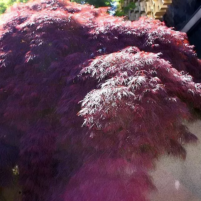 Acer palmatum var. dissectum 'Crimson Queen'- Crimson Queen Japanese Maple